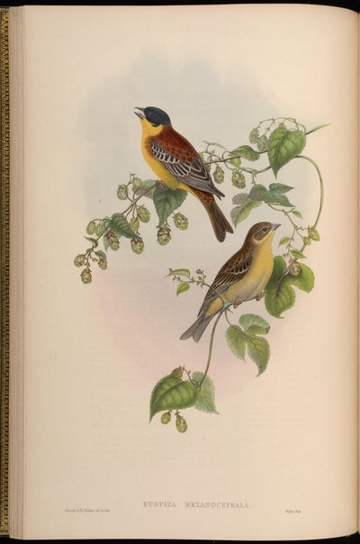 Euspiza melanocephala = Emberiza melanocephala - John Gould